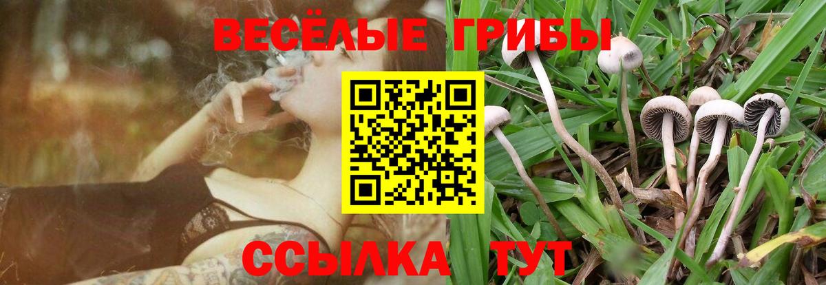 Шебекино  Псилоцибиновые грибы MAGIC MUSHROOMS  Галлюциногенные грибы Psilocybine cubensis  Вход с VPN 